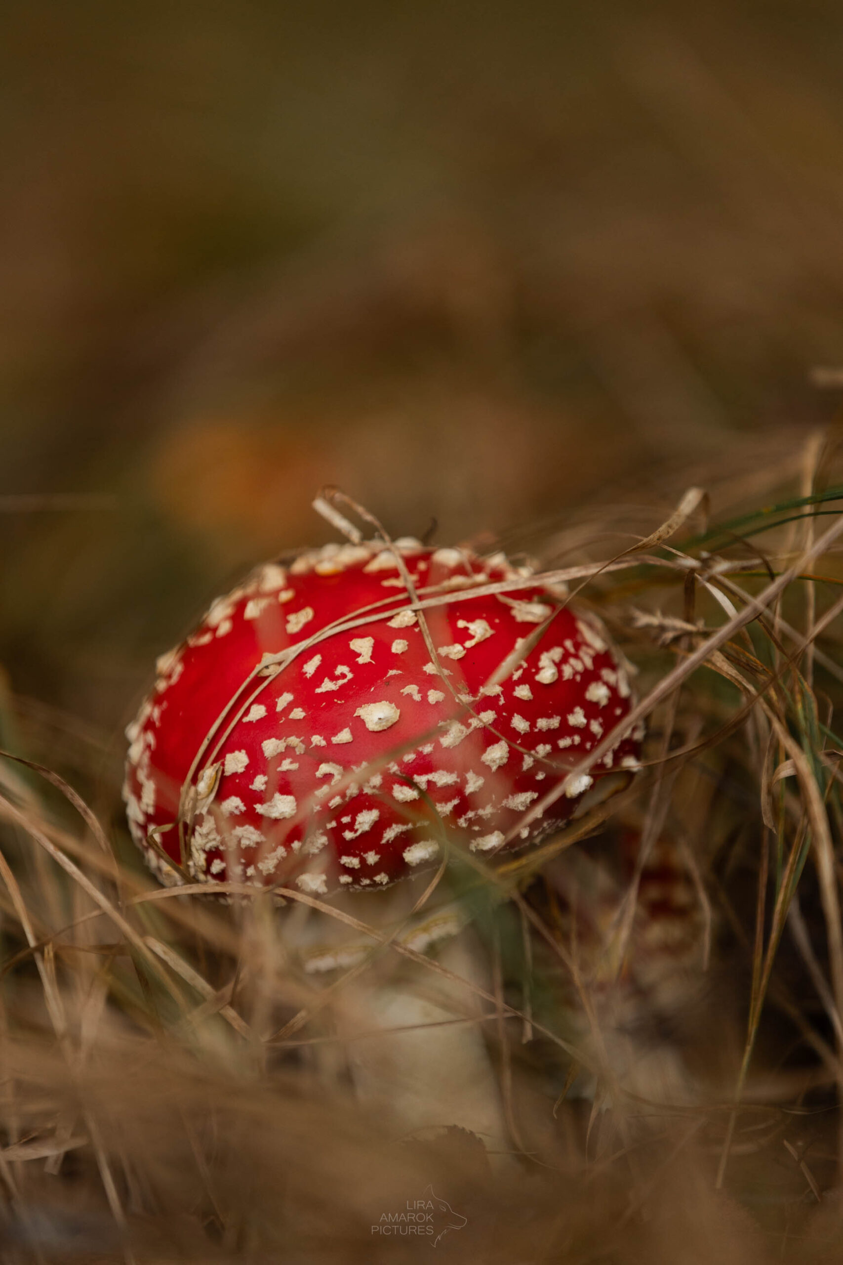 Fliegenpilz im braunen Gras