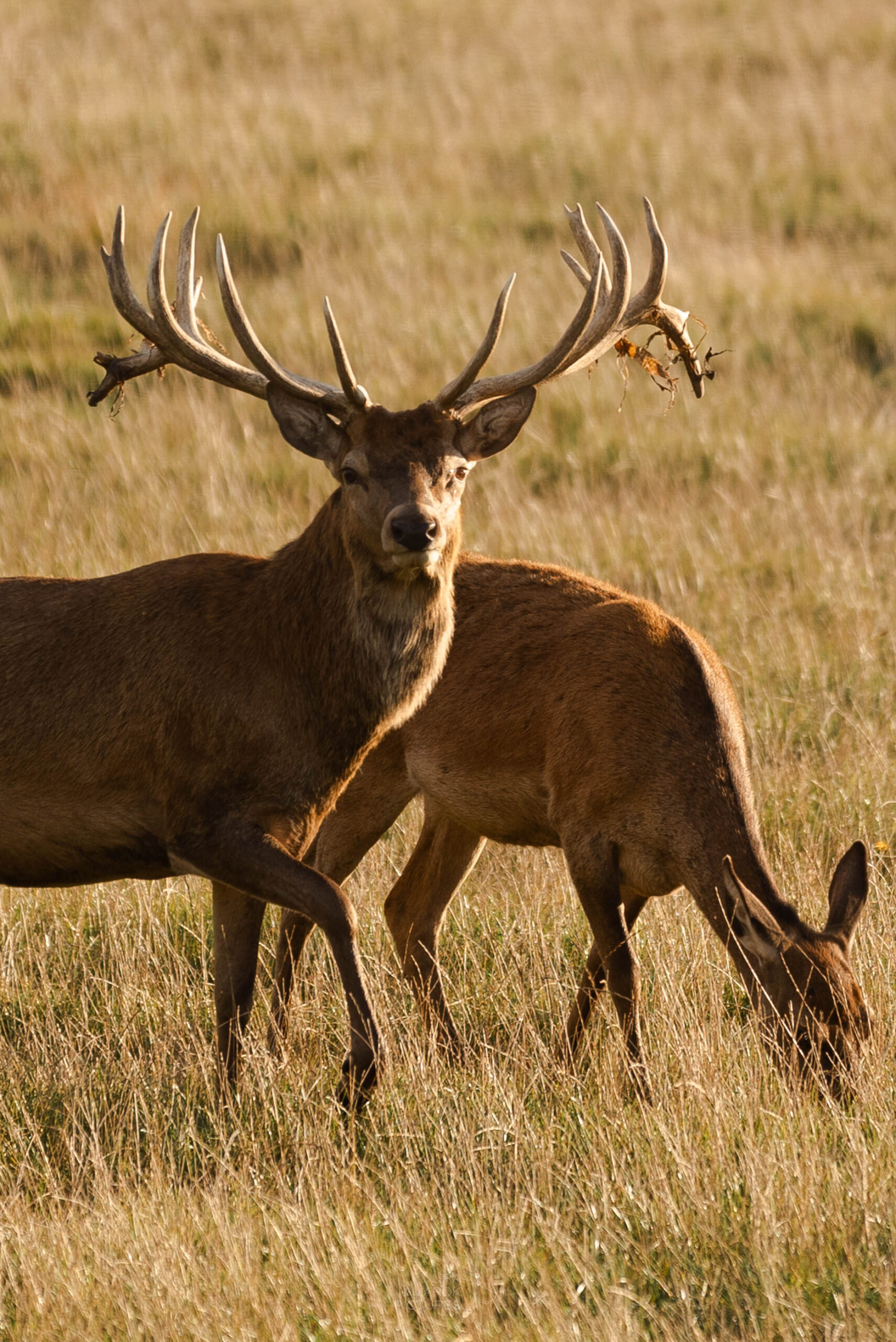 Rothirsch mit Rottier dahinter, Tier am Fressen, Hirsch blickt in die Kamera