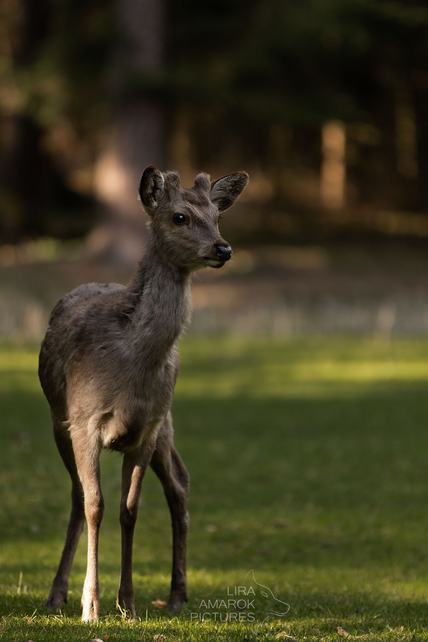 junger Rehbock auf Wiese