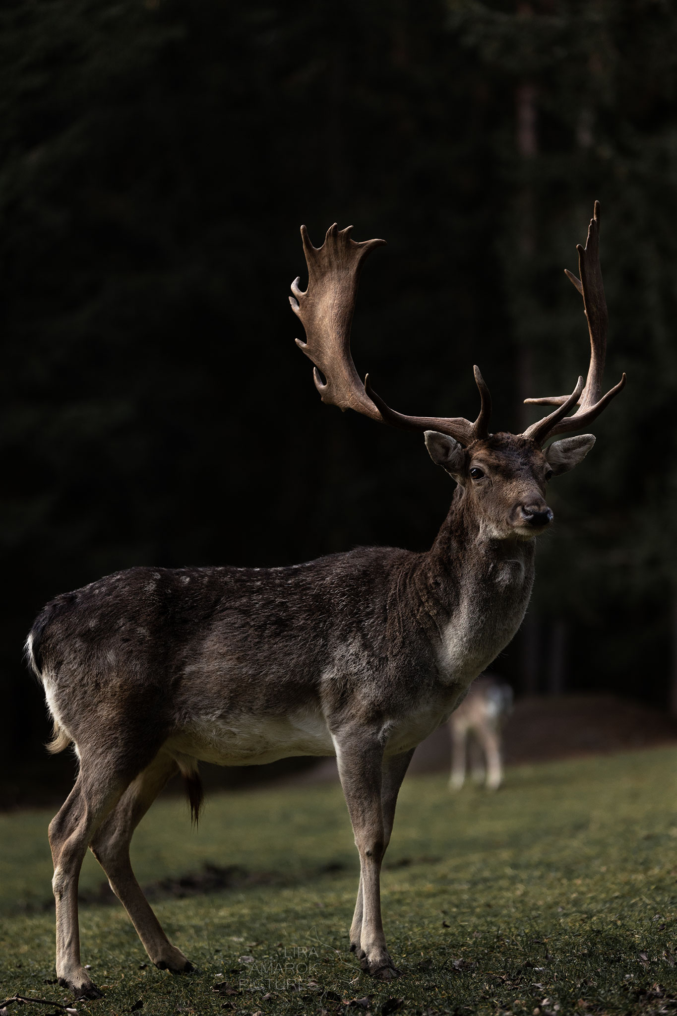 Damhirsch auf Wiese stehend