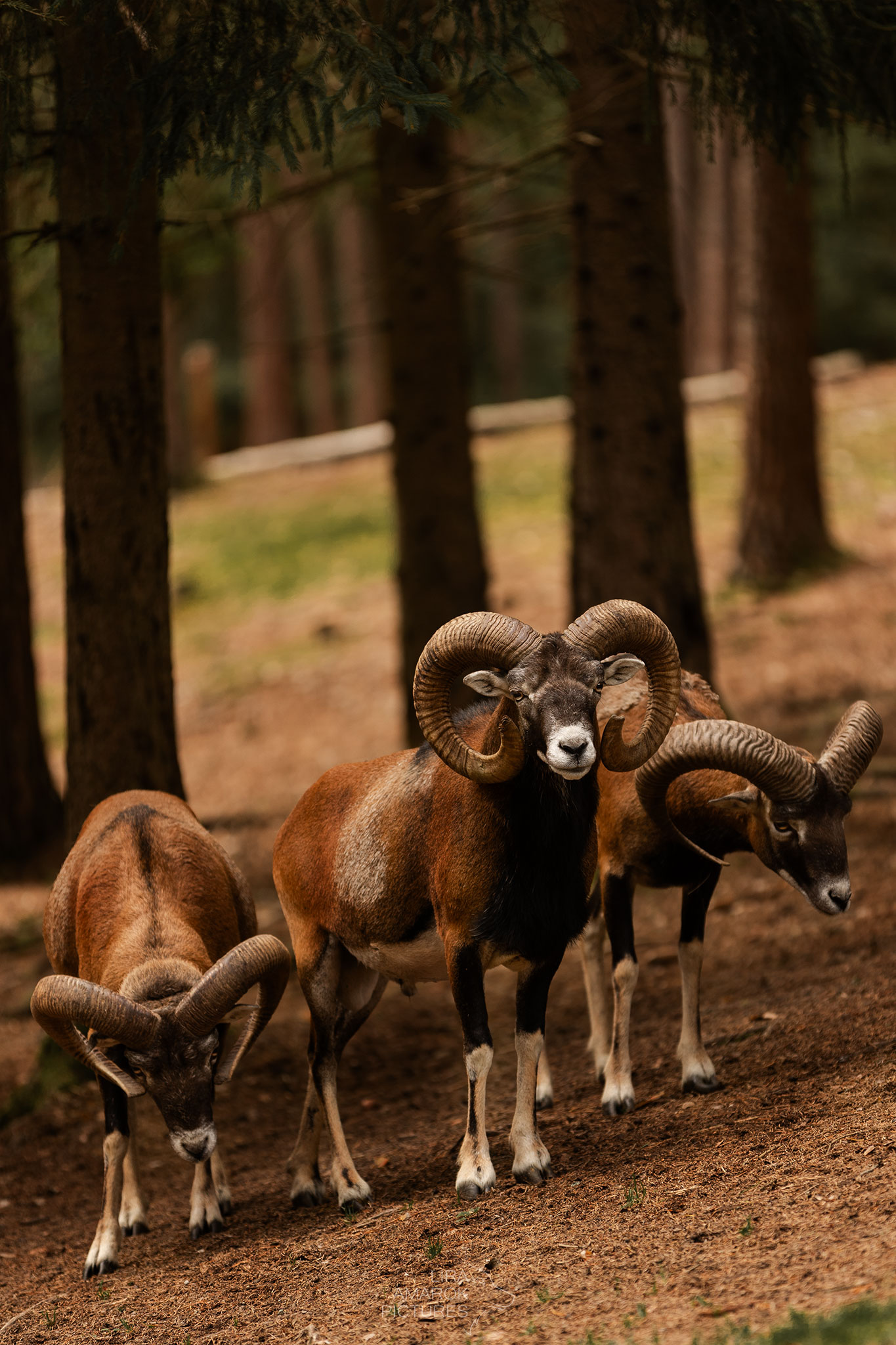 Drei Muffelwidder im Wald stehend