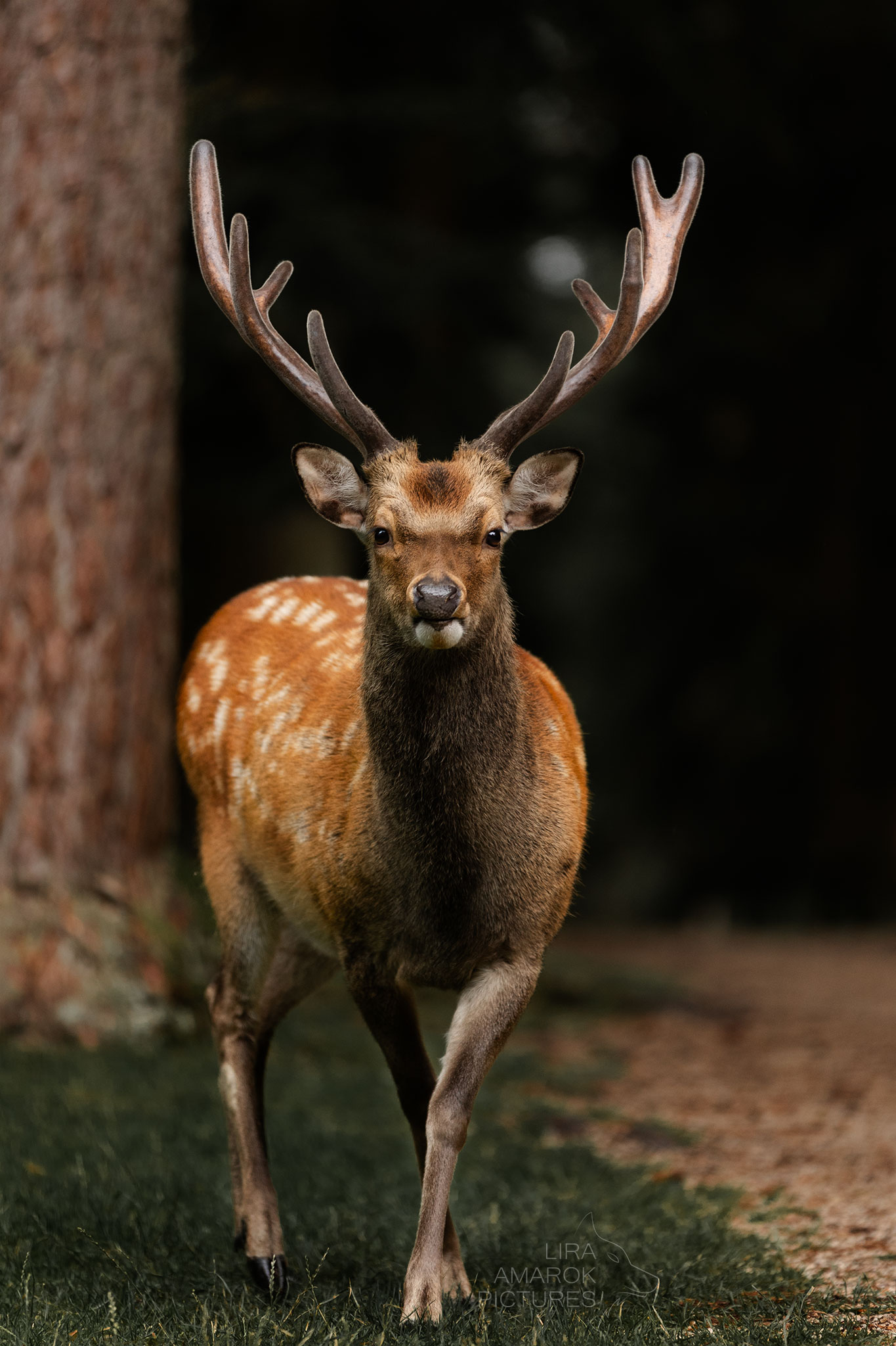 Sikahirsch auf die Kamera zugehend vor Wald auf Wiese